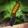 N� Kizer Hornet PEI 1074A1