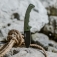 N Cold Steel 5-Max FL-50MAX